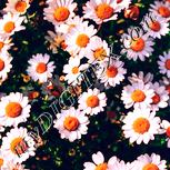 Colour:J