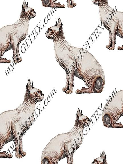 Hairless cats sphynix cats