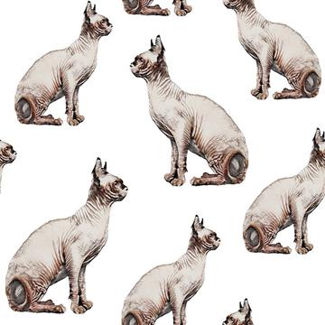 Hairless cats sphynix cats