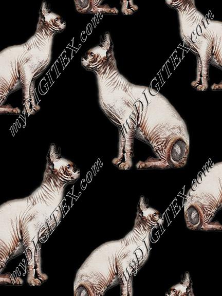 Cats, Hairless cats, sphynix cats