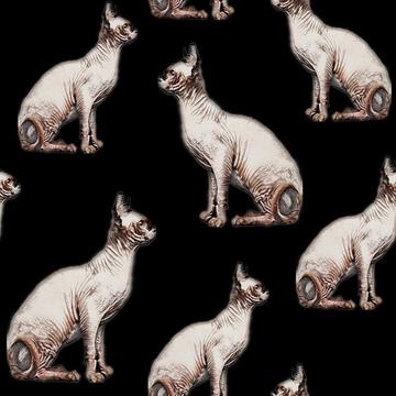 Cats, Hairless cats, sphynix cats