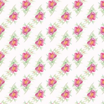 Peony-1