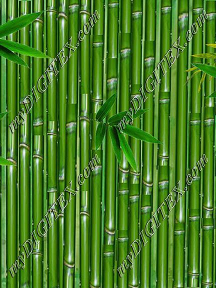 My  Bamboo