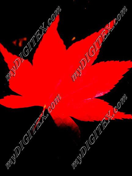 1x1 Japanese Maple Leaf