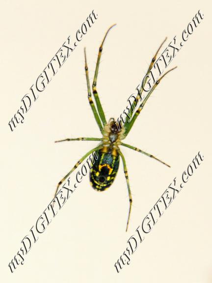 1x1 Orbweaver 9231