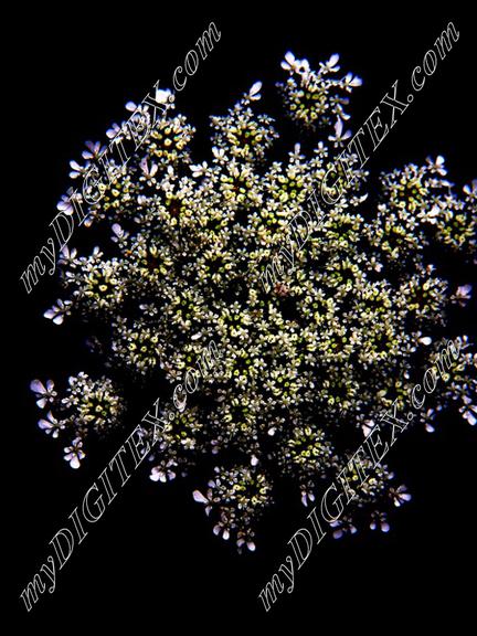 1x1 Queen Anne's Lace 6045
