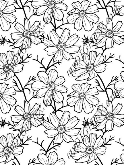 cosmos flower black and white
