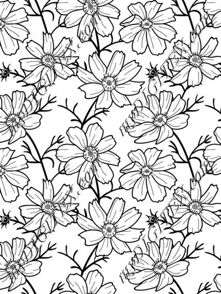 cosmos flower black and white