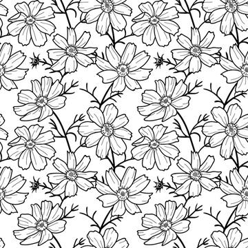 cosmos flower black and white