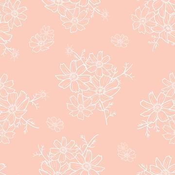cosmos flower pink