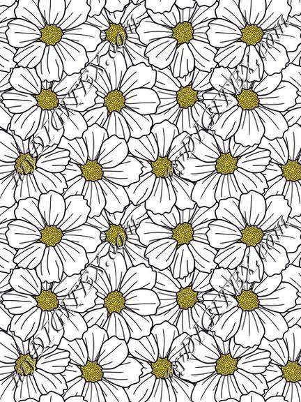 White cosmos flowers overlapping