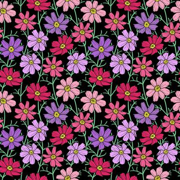 cosmos flowers on black background