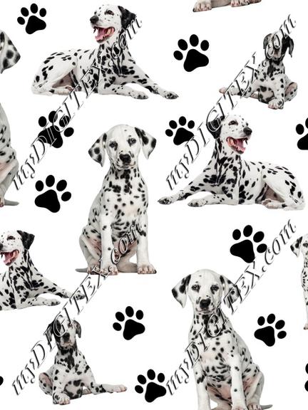 Dalmatian Dogs White