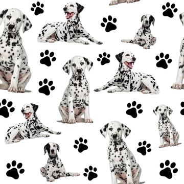 Dalmatian Dogs White