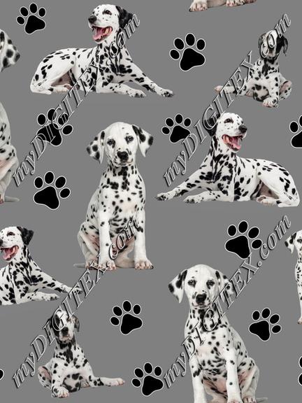 Dalmatian Dogs Black and white