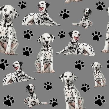 Dalmatian Dogs Black and white