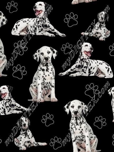 Dalmatian Dogs Black