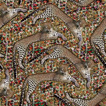 Leopards vivid