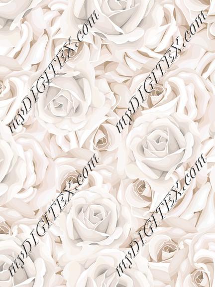 Cream Roses