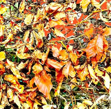 Photoroom_20241216_195515
