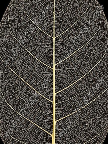 EBE 052964