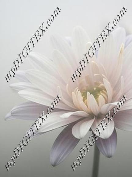 EBE 067074