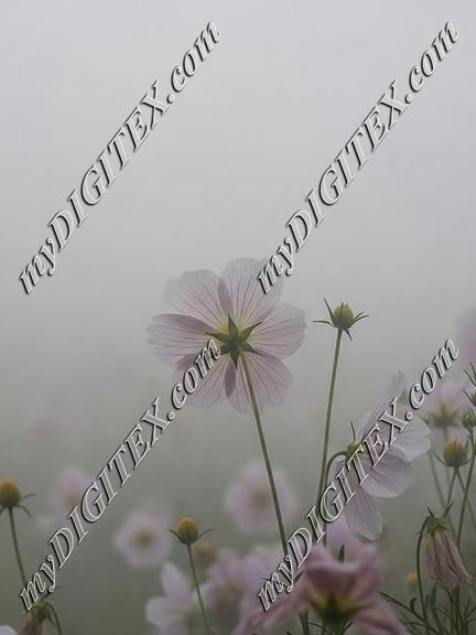 EBE 067998
