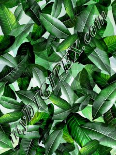 Banana Leaf Tropical Green