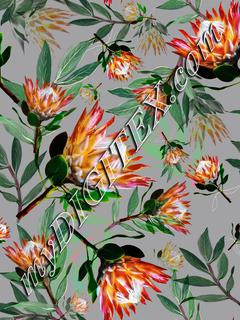 King Protea Flowers Botanical