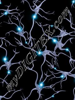 Neurons