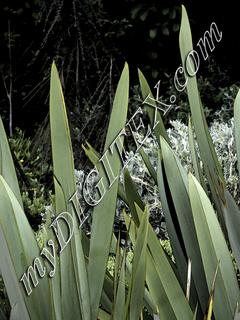 New Zealand Flax