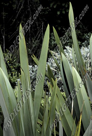 New Zealand Flax