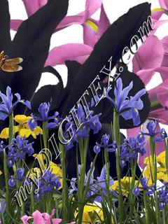 Irises and Dragonfly