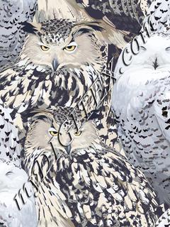 Owls