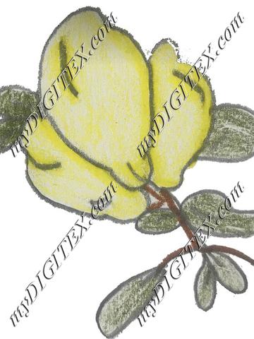 Sydneys print
