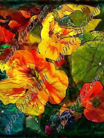 nasturtiums  marbled black edge