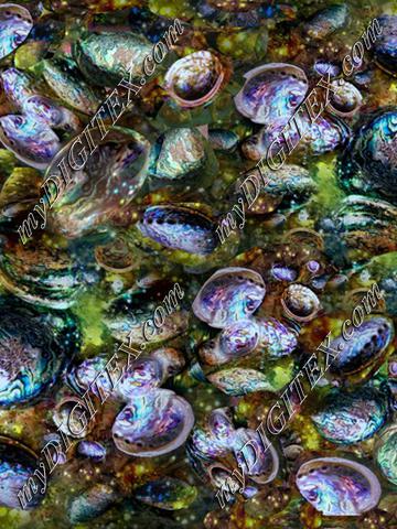 abalone enlarged pix