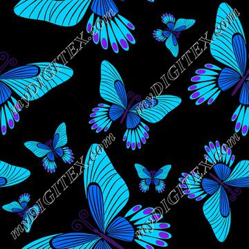 Blue morpho butterflies