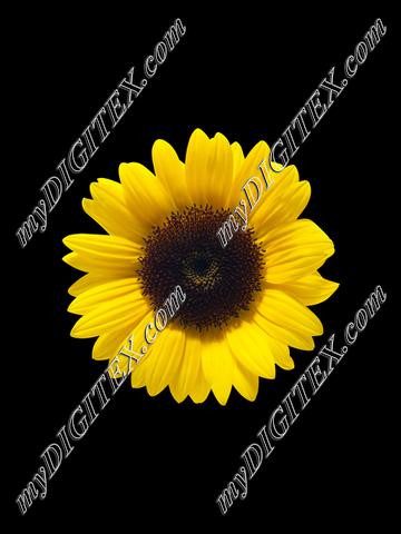 sunflower final