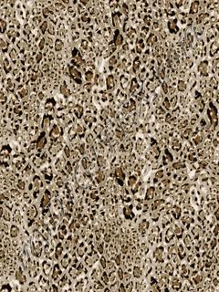 D007297