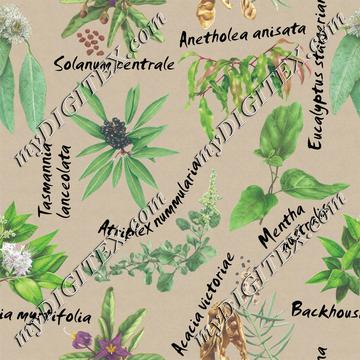 Australian Flora