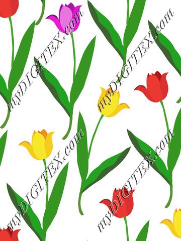 Colorful tulips on white