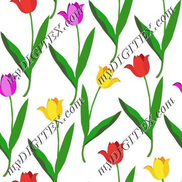 Colorful tulips on white