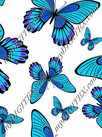 Blue Morpho Butterflies on White