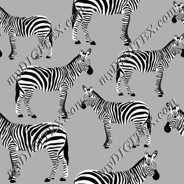 Zebras on Grey