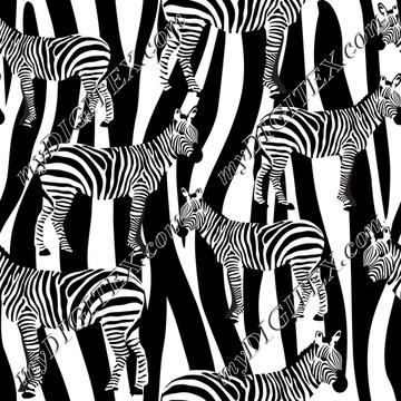 Zebra on Zebra Skin
