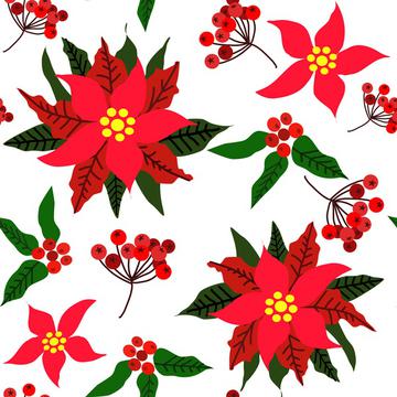 Christmas Star Flower,Red Berries and Green Leaves Ponsettia Flower on white