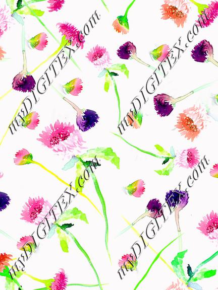 Wildflower white background