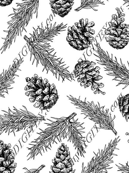 Fir and pine cone