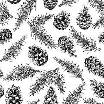 Fir and pine cone